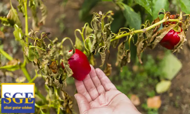 تاثیر سیلیکات پتاسیم بر رشد و ویژگی‌های بیوشیمیایی گوجه‌فرنگی