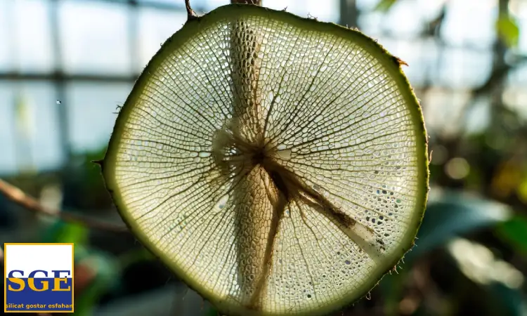 چرا سیلیکون در هیدروپونیک مهم است؟